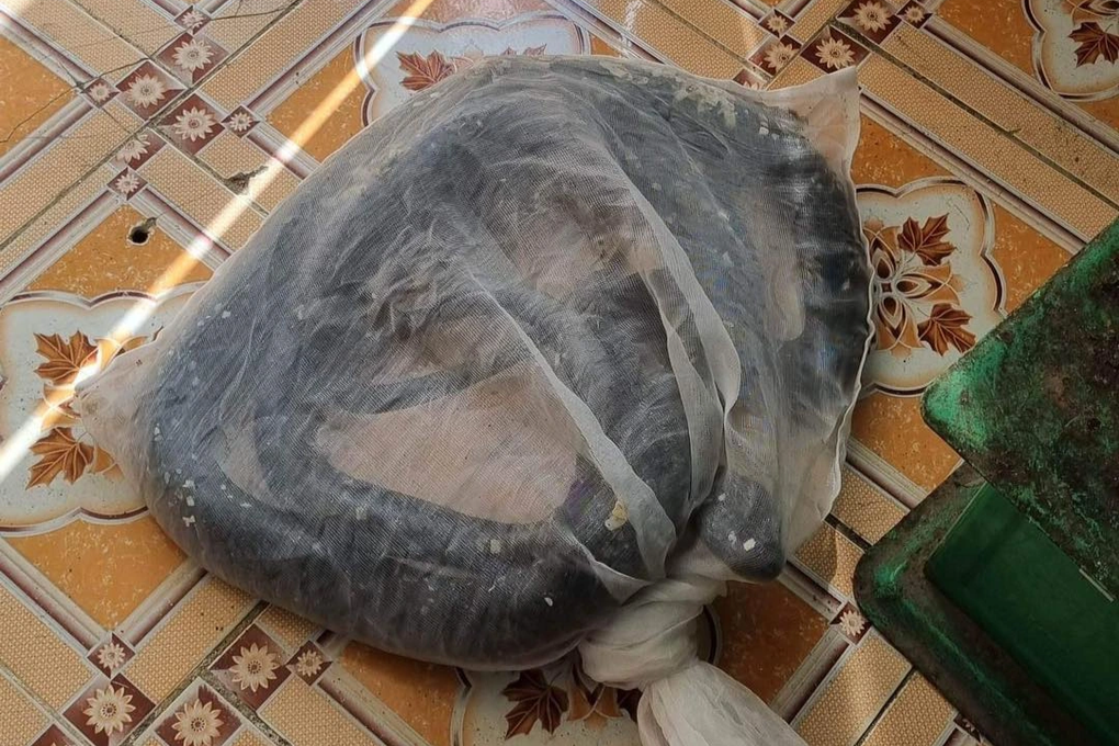 Tạm giữ nam thanh niên vận chuyển rắn hổ mang chúa nặng 3kg - 1 Tạm giữ nam thanh niên vận chuyển rắn hổ mang chúa nặng 3kg - 1
