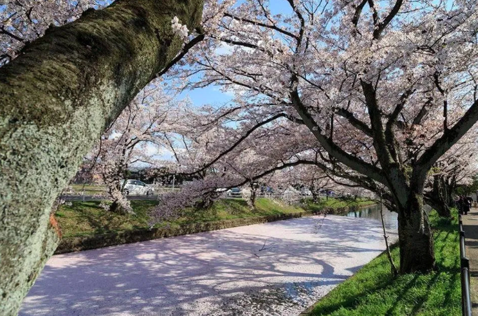 Vẻ đẹp của dòng sông sakura giữa mùa xuân tại Nhật Bản - 1 Vẻ đẹp của dòng sông sakura giữa mùa xuân tại Nhật Bản - 1