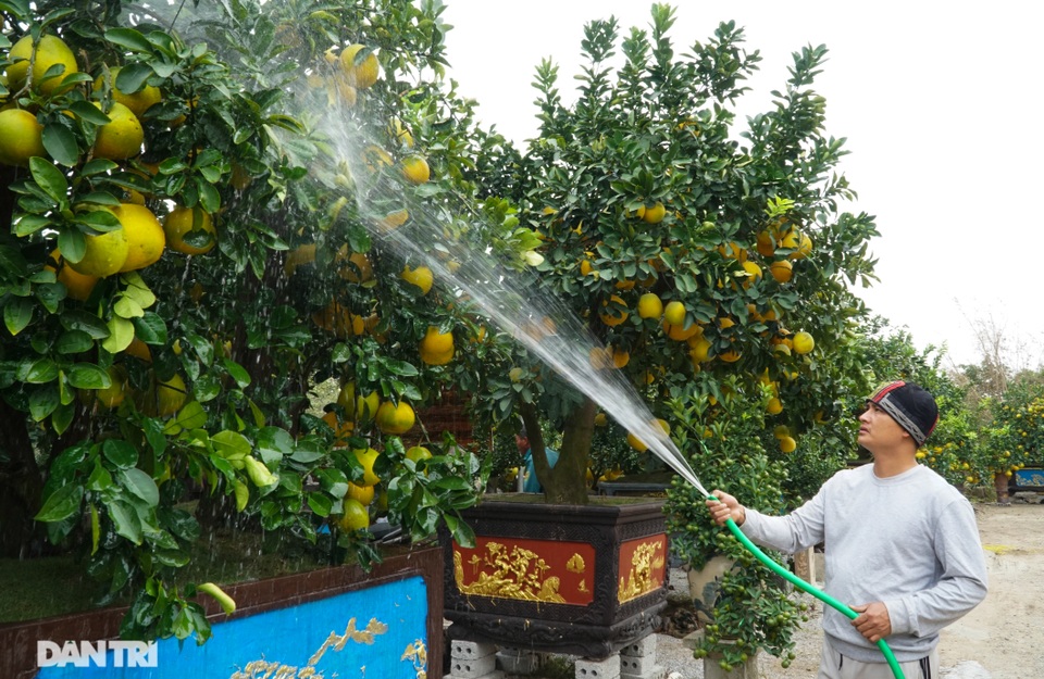 Vườn bưởi cảnh tiền tỷ tất bật chuẩn bị vào vụ Tết - 2 Vườn bưởi cảnh tiền tỷ tất bật chuẩn bị vào vụ Tết - 2