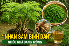 Loại cây được ví như “nhân sâm bình dân”, nhiều nhà đang trồng