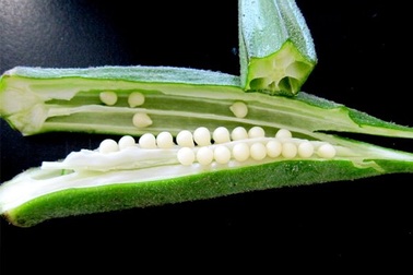 Đậu bắp tốt cho người đái tháo đường, giúp ích cho "chuyện ấy"