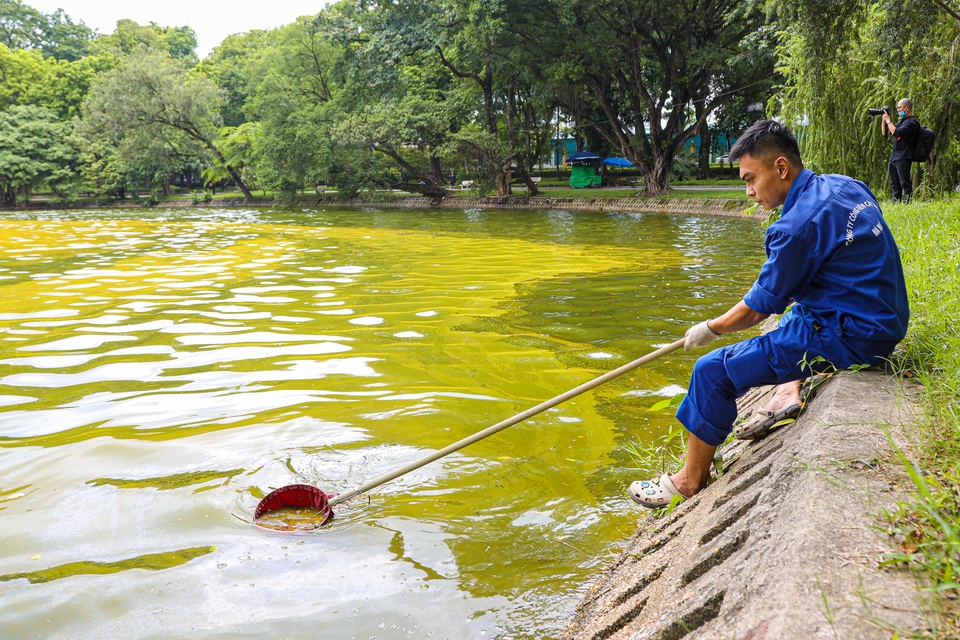 Người Hà Nội ngỡ ngàng khi mặt nước hồ Bách Thảo đột ngột chuyển vàng ruộm - 8 Người Hà Nội ngỡ ngàng khi mặt nước hồ Bách Thảo đột ngột chuyển vàng ruộm - 8