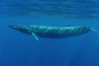 Một quần thể cá voi xanh chưa từng được biết xuất hiện ở Ấn Độ Dương