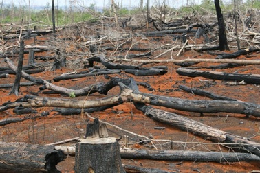 Phó Chủ tịch UBND tỉnh Đắk Nông chỉ đạo xử lý nghiêm vụ phá rừng