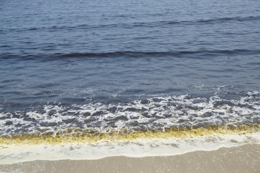 Nước biển chuyển màu đen có nhiều bọt vàng