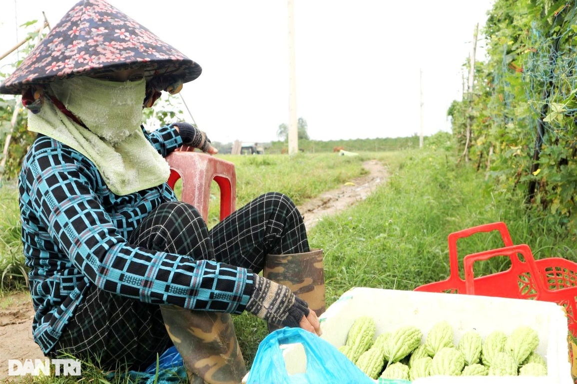 Cận Tết, nông dân điêu đứng khi rau củ úa tàn sau cơn mưa lớn bất thường - 4 Cận Tết, nông dân điêu đứng khi rau củ úa tàn sau cơn mưa lớn bất thường - 4