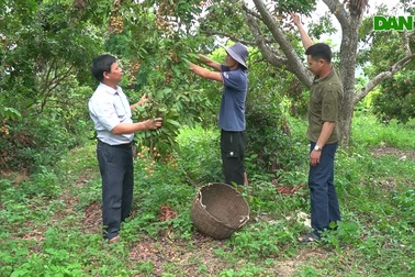 Người dân sông Mã đổi đời nhờ ép "cây xóa đói" chín sớm