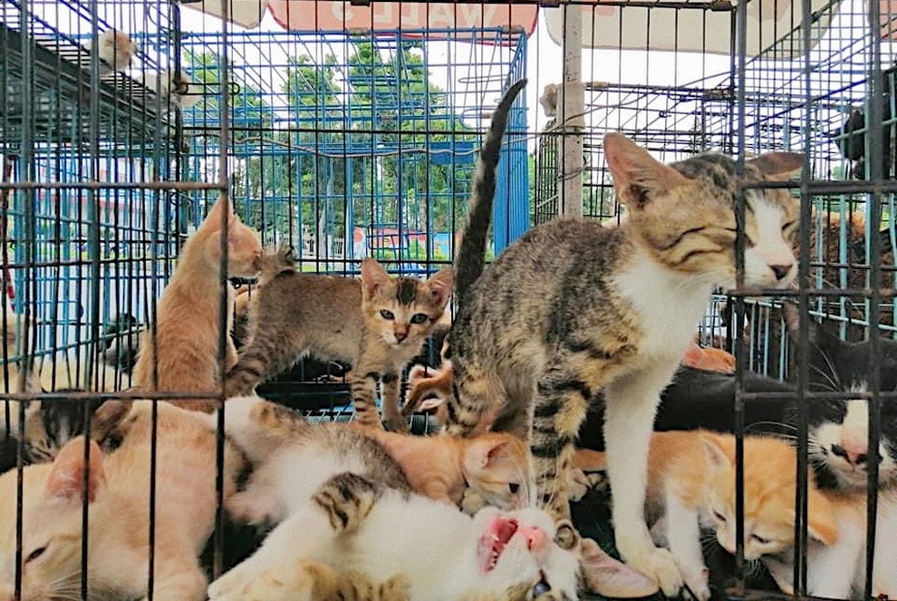 Nữ tài xế gàn mượn nợ khắp nơi để cưu mang 150 chú chó, mèo - 3 Nữ tài xế gàn mượn nợ khắp nơi để cưu mang 150 chú chó, mèo - 3