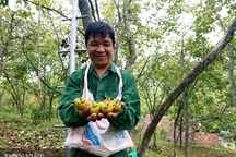 Lạng Sơn: Vùng đất có hồng vành khuyên, loại quả tên nghe như chim vị ngon "tuyệt phẩm"