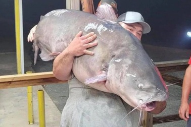 Người đàn ông bắt được cá trê "khủng" nặng gần 60 kg