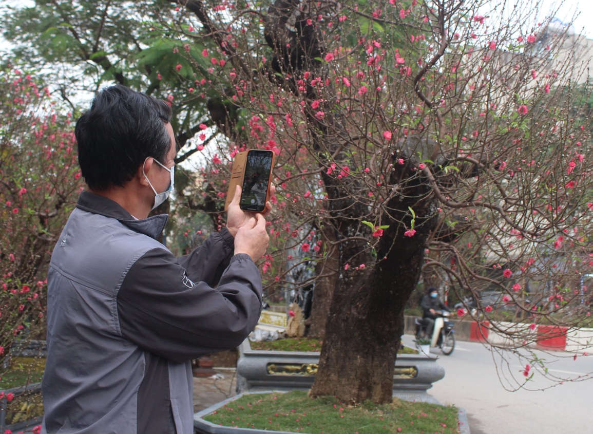 Vì sao đào, quất ế ẩm người bán vẫn cố bám trụ đến giao thừa? - 3 Vì sao đào, quất ế ẩm người bán vẫn cố bám trụ đến giao thừa? - 3