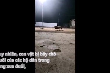 Đàn chó nhà hợp sức đuổi sư tử đi vào làng