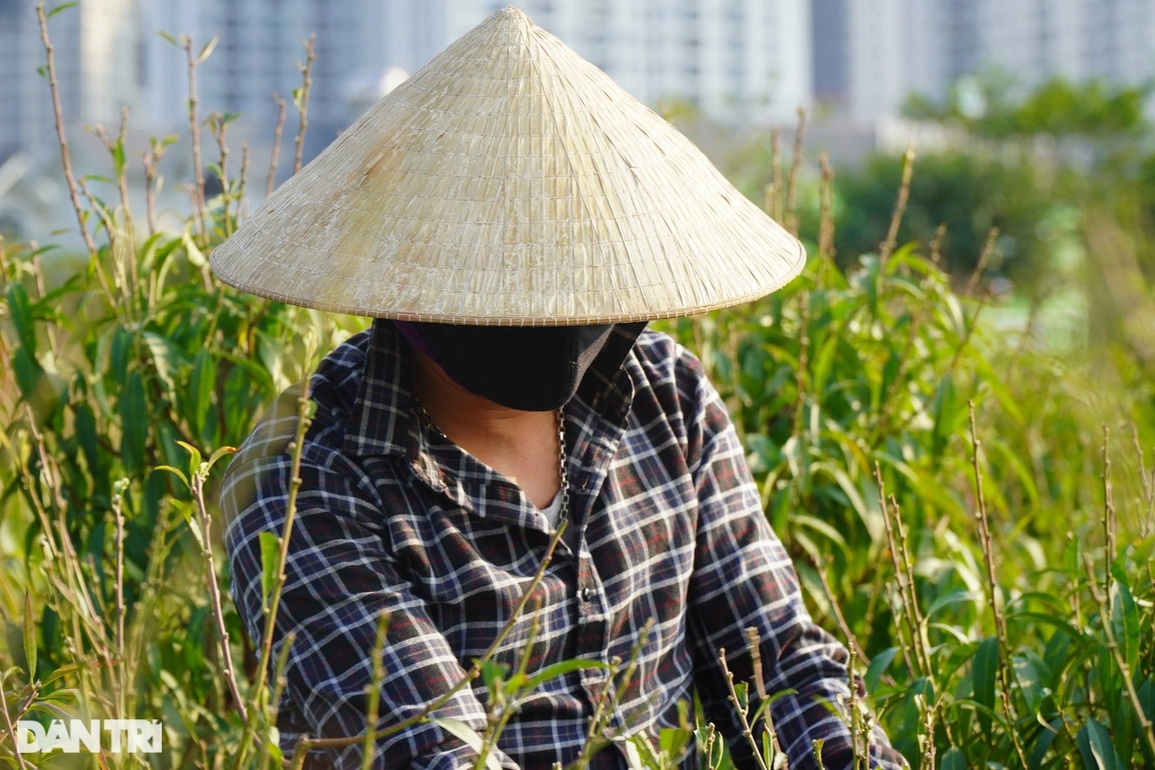 Oằn lưng gánh nước tưới đào ở vựa đào lớn thứ 2 Hà Nội - 7 Oằn lưng gánh nước tưới đào ở vựa đào lớn thứ 2 Hà Nội - 7