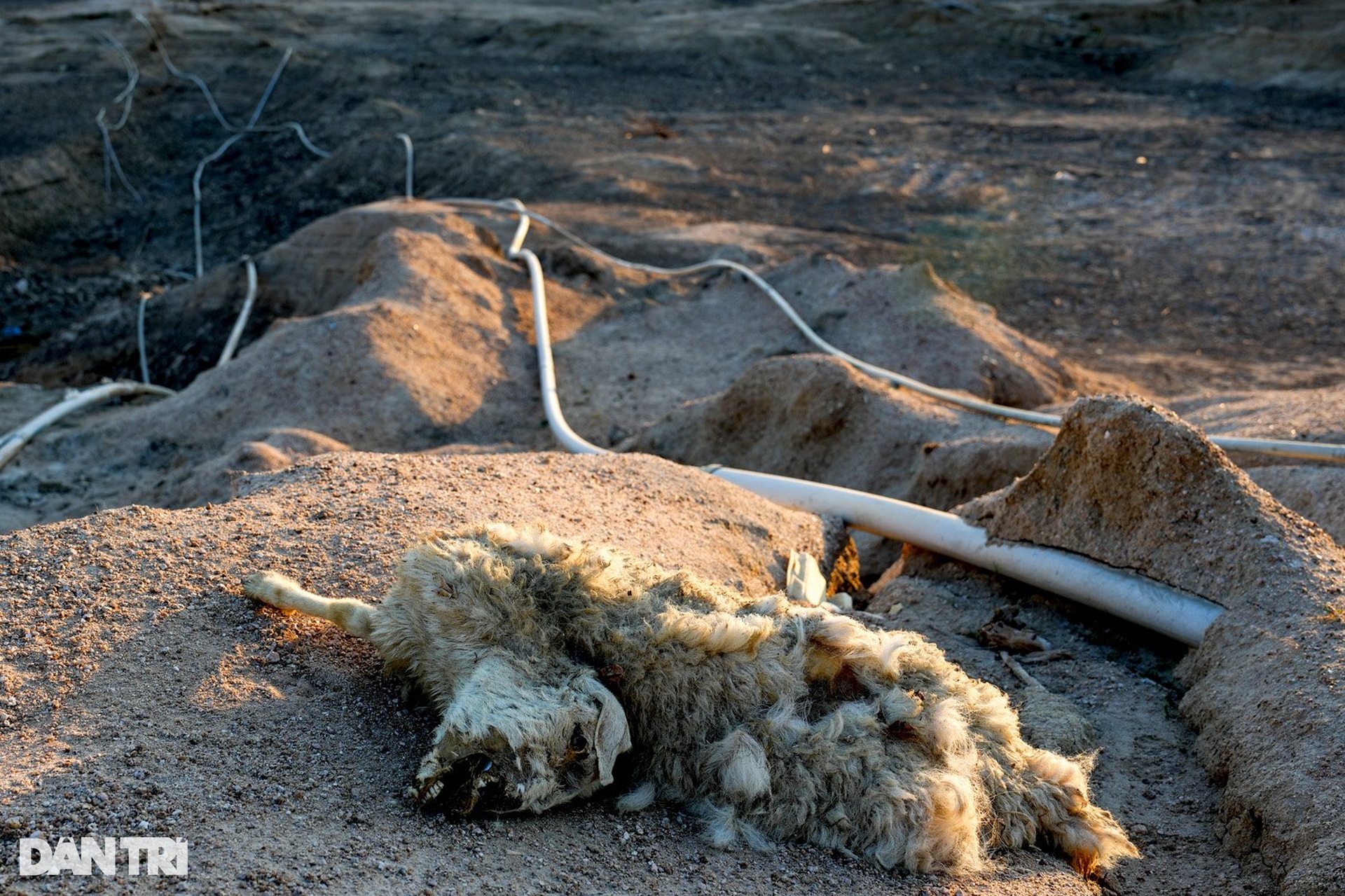 Cừu gục chết trên đường do hạn hán kéo dài ở miền Trung - 1