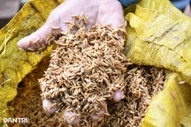 Lũ rút, bò chết, thóc mọc mầm, nhà tan hoang