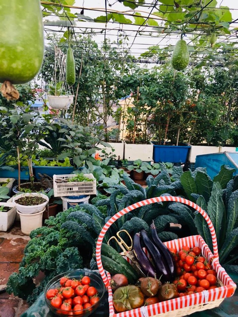 Đã mắt với những vườn rau trong phố ăn cả năm không hết - 11 Đã mắt với những vườn rau trong phố ăn cả năm không hết - 11