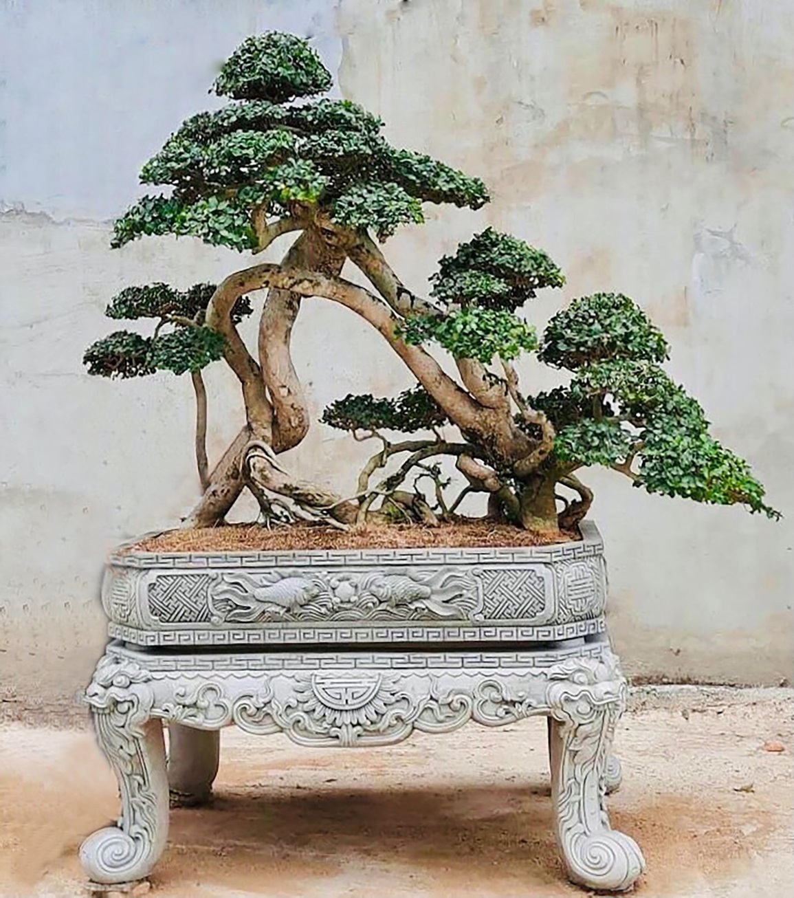 Siêu cây Đà Nẵng Hoàng Anh Mộc (Duối) có dáng cực kỳ độc - 1 Siêu cây Đà Nẵng Hoàng Anh Mộc (Duối) có dáng cực kỳ độc - 1