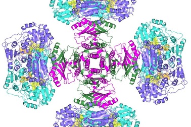 Bí ẩn enzyme nửa thế kỷ đã được giải quyết