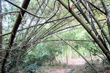 Lũy tre làng - hồn quê Việt