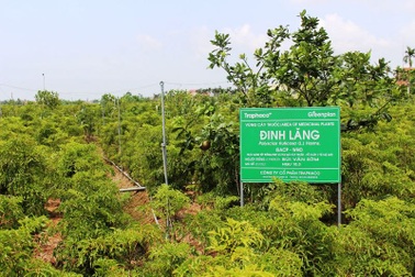 Bỏ lúa sang trồng cây giá trị kinh tế, người dân thu về trăm triệu đồng