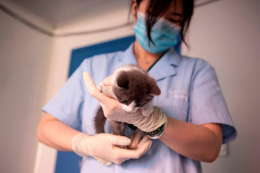 Trung Quốc nhân bản thành công mèo con đầu tiên