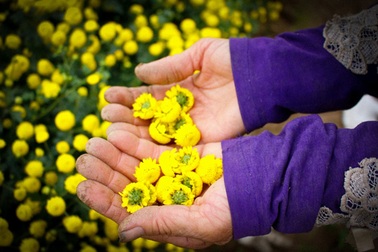 Hái hoa cúc về sấy khô, mỗi kg bán giá lên đến 800 nghìn đồng