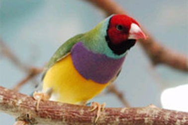 Hàng triệu con chim quý đang bị đe dọa