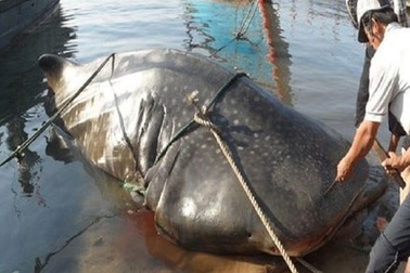Dân chài Nghệ An đau đầu vì cá khổng lồ