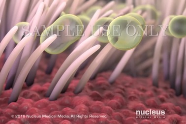 Trực quan quá trình tàn phá lá phổi của khói thuốc lá