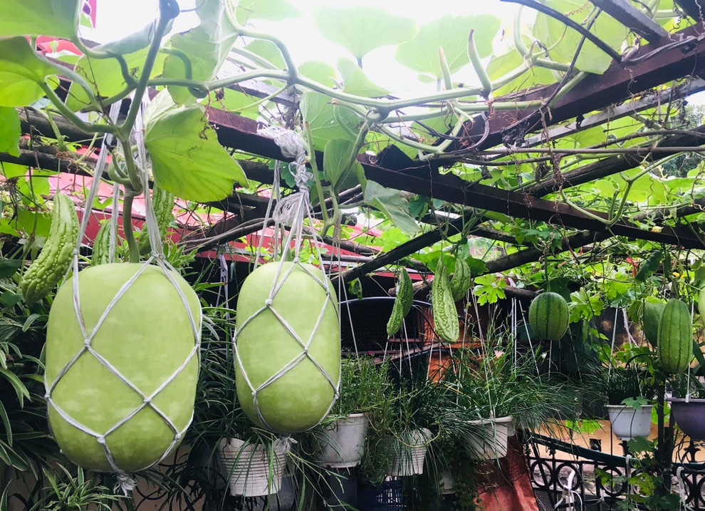 Khu vườn giao mùa toàn trái khủng của bà giáo về hưu ở Hà Nội - 4 Khu vườn giao mùa toàn trái khủng của bà giáo về hưu ở Hà Nội - 4