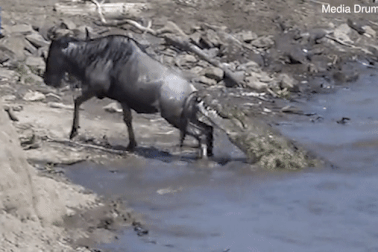 Linh dương thoát chết ngoạn mục trong "cuộc chiến sinh tử" với cá sấu