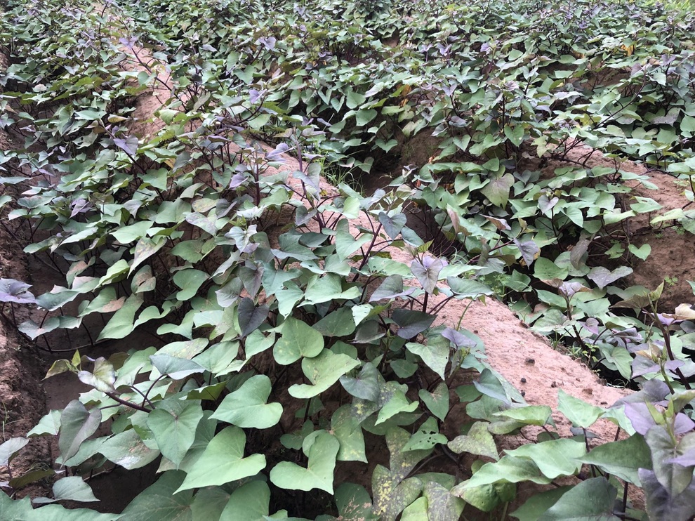 Mạnh dạn trồng 2000m2 rau hữu cơ, chàng trai 27 tuổi hút khách mua tận vườn - 7