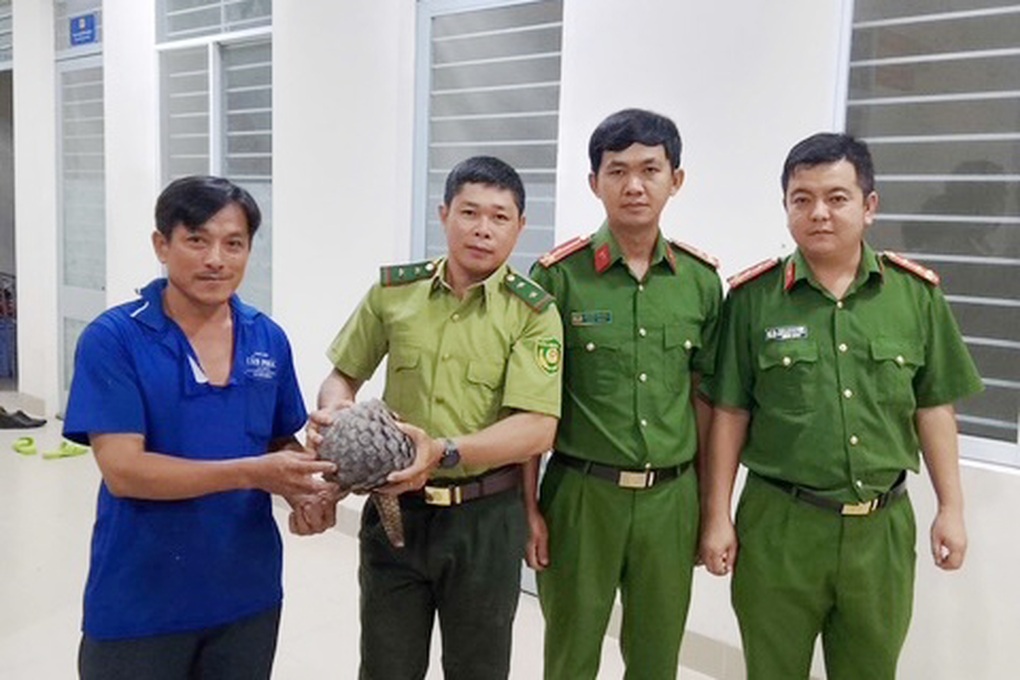 Người dân bàn giao tê tê quý hiếm cho công an ở Tây Ninh - 1 Người dân bàn giao tê tê quý hiếm cho công an ở Tây Ninh - 1