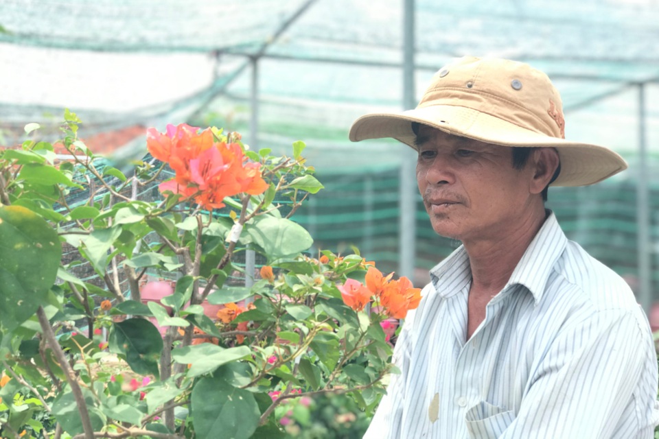 Bỏ phụ hồ về trồng hoa giấy, lão nông thu 500 triệu đồng mỗi năm - 1 Bỏ phụ hồ về trồng hoa giấy, lão nông thu 500 triệu đồng mỗi năm - 1