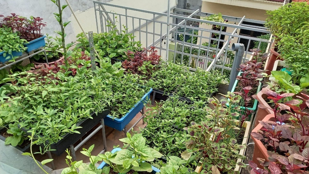 Gia đình làm vườn rau trên không xanh mướt nhờ rác thải nhà bếp - 1 Gia đình làm vườn rau trên không xanh mướt nhờ rác thải nhà bếp - 1