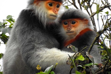 Lên núi Sơn Trà, ngắm loài linh trưởng quý hiếm có nguy cơ tuyệt chủng