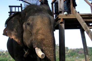 Đàn voi Buôn Đôn lụi vì bị cấm “chuyện chăn gối”