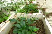 Thèm rau dại, dân Hà thành trồng cả trên sân thượng