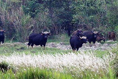 Việt Nam có thêm khu dự trữ sinh quyển thế giới