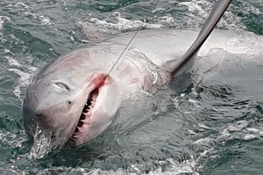 Cần thủ câu được cá mập nặng 250 kg, dài 2,1 m