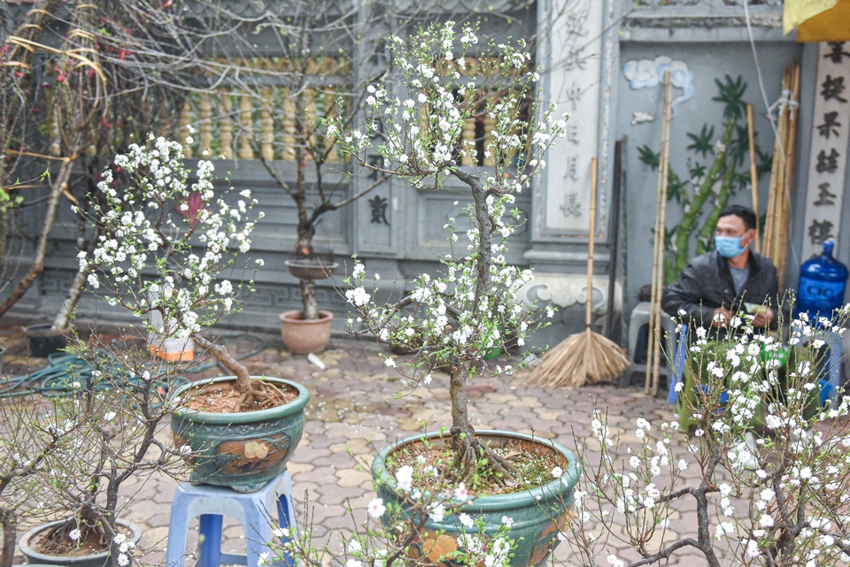 Ngắm những cây nhất chi mai, giá bạc triệu ngày cận Tết - 2 Ngắm những cây nhất chi mai, giá bạc triệu ngày cận Tết - 2