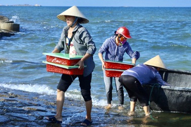 Trúng luồng mực 10 tấn, ngư dân thu về gần 3 tỷ đồng