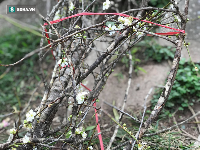 Chán đào quất, người Hà Nội săn tìm mơ rừng cổ thụ giá hơn 12 triệu đồng - Ảnh 10.