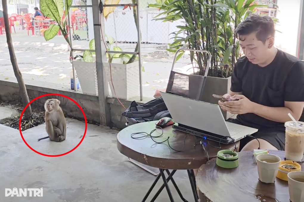 Con khỉ đuôi lợn vào quán cà phê cắn người ở TPHCM - 1 Con khỉ đuôi lợn vào quán cà phê cắn người ở TPHCM - 1