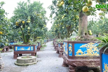 Chiêm ngưỡng cây bưởi dáng độc được trả giá 80 triệu đồng về trưng Tết