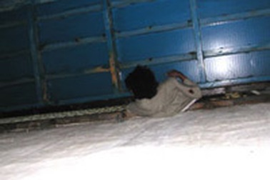 Kẹt thang máy, một công nhân chết tại chỗ