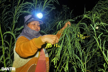 Soi đèn xuyên đêm gom bông điên điển mùa nước nổi