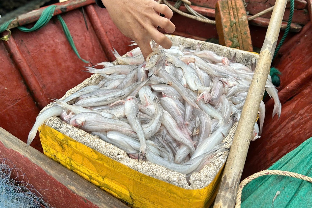 Trúng mùa cá cuối năm, ngư dân chia nhau tiền triệu mỗi ngày - 3 Trúng mùa cá cuối năm, ngư dân chia nhau tiền triệu mỗi ngày - 3