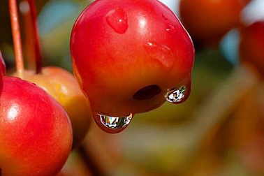 Sắc thu rực rỡ tại xứ sở sương mù