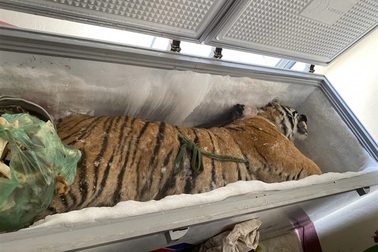 Cho người lạ gửi xác "chúa sơn lâm" để lấy 9 triệu đồng